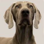 Profile photo of Simon